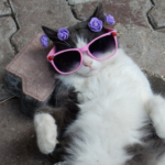 Comprehensive Guide to Feline Tritrichomonas Foetus and Bioresonance Therapy